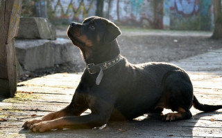 rotweiler